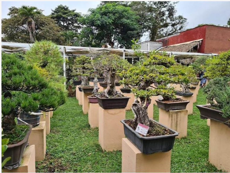 Fortín de las Flores: Tourist innovation between flowers, coffee and mountains.